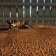 Image for article titled I Just Want To Cuddle Every Damn Animal In This Zoo